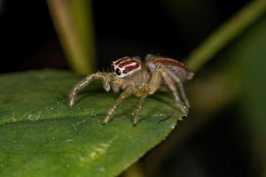 kleine weibliche Springspinne foto