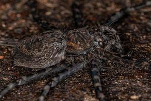 erwachsene weibliche Trechaleid-Spinne foto