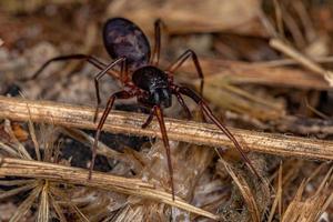 weibliche erwachsene Ameise imitiert Beutelspinne foto