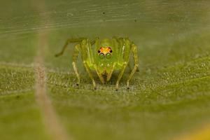 erwachsene weibliche durchscheinende grüne Springspinne foto