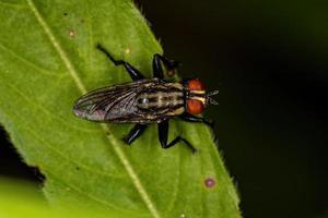 erwachsene Fleischfliege foto