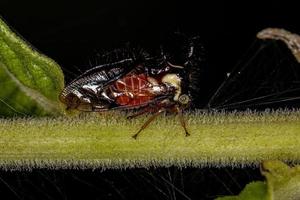 erwachsenes Baumhüpfer-Insekt foto