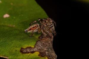 kleine springende Spinne foto