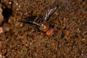 Bildgeflügelte Fliege für Erwachsene foto