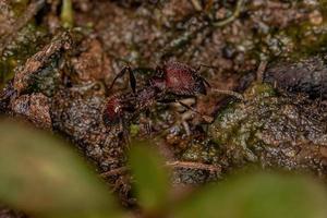 erwachsene weibliche großköpfige Ameise foto