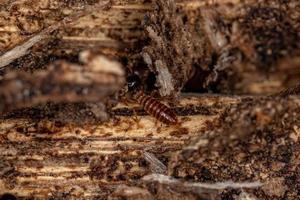 erwachsene nasute termiten foto