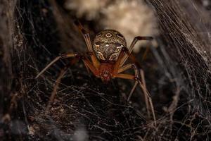 weibliche erwachsene braune Witwenspinne foto