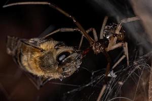 weibliche erwachsene braune Witwenspinne, die eine erwachsene weibliche westliche Honigbiene jagt foto