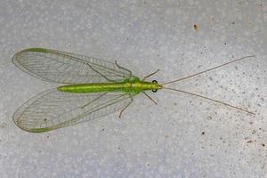 erwachsene typische grüne Florfliege foto