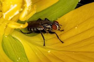 erwachsene Fleischfliege foto