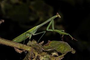 erwachsene weibliche Mantis foto