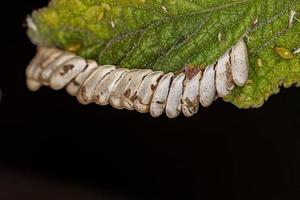 blatt katydid ausgebrütete eier foto