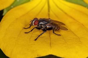 erwachsene Fleischfliege foto