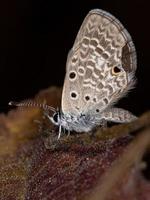 erwachsener Cramer Scrub Hairstreak Schmetterling foto