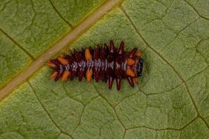 Rinderherz-Insektenraupe foto