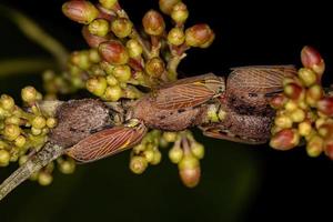 erwachsener Aetalionid-Baumzikade foto