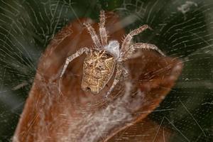 erwachsene weibliche tropische Zeltnetzspinne foto