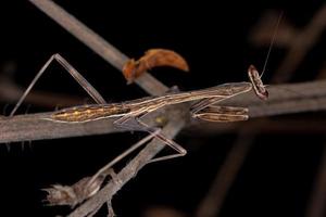 kleine Mantis-Nymphe foto