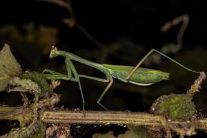 erwachsene weibliche Mantis foto