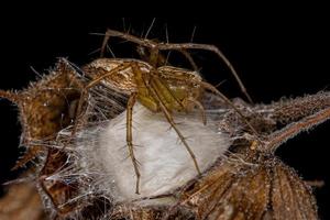 erwachsene weibliche gestreifte Luchsspinne foto