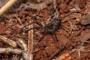 erwachsene Wanderspinne foto