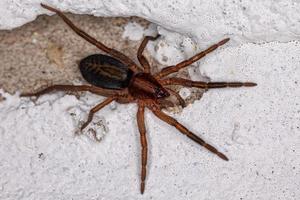 kleine umherstreifende Spinne foto