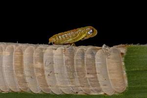 Blatt-Katydidennymphe und -eier foto