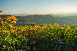 mexikanische Sonnenblume in Tung Bua Tong foto