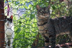 einsame und schöne streunende katze foto