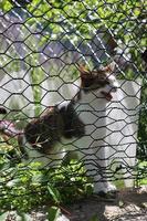 einsame und schöne streunende katze foto