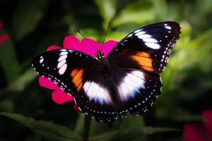 Schließen Sie herauf bunten Schmetterling auf Blume foto