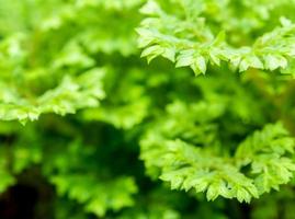 frisches grünes blatt von selaginella beinhaltet farn foto