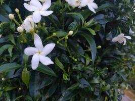 Kreppjasminblüten sind weiß mit grünen Blättern foto