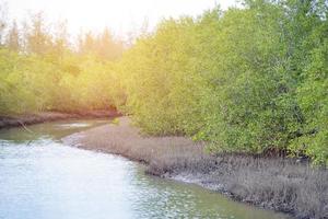 mangrovenwald im tropischen ort foto