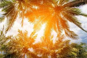 Kokospalme und Himmel am tropischen Strand zur Sommerzeit, warme Töne foto