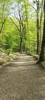 Waldweg, grüne Bäume. Frühling Natur foto