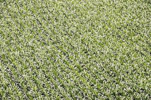 Europäisches ogm wächst grünes Maisfeld foto