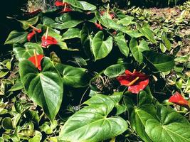 schöne rote blumen anthurium andre foto