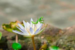 schöne grüne mantis-insekten auf lotus-seerosenblume, einzigartige photgraphie, spähen sie einen buh bereit zum springen foto