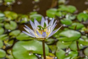 schöne grüne mantis-insekten auf lotus-seerosenblume, einzigartige photgraphie, spähen sie einen buh bereit zum springen foto