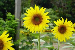 schöne gelbe sonnenblumen, die im garten blühen foto