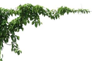 grünes Blatt Efeu Pflanzenisolat auf weißem Hintergrund foto