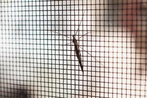 Moskitonetz-Drahtgitter am Hausfensterschutz gegen Insekten foto