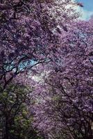 Allee von lebhaften lila Jacaranda-Blumen auf Bäumen in Lissabon, Portugal foto