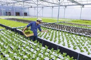 Asiatischer lokaler Bauer, der seinen eigenen Salat aus grüner Eiche im Gewächshaus anbaut, indem er ein organisches Hydroponik-Wassersystem für ein eigenes Familienunternehmen verwendet und einige zum Verkauf auswählt foto