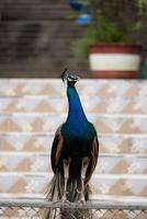 blauer Pfau aus nächster Nähe foto