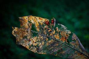 trockene Blattstruktur und Naturhintergrund. Oberfläche des braunen Blattmaterials, Nahaufnahme mit freiem Foto der unscharfen Szene