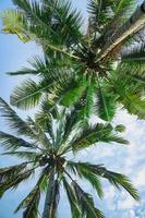 Kokospalmen oder Palmen unter dem blauen Himmel. sommerferien und reisekonzept. kostenloses Foto