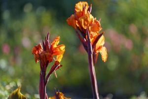 Blumenhintergrund mit roten Cannes-Blumen. die Schönheit der Natur foto