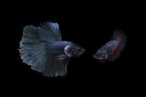 Siamesische Kampffische auf schwarzem Hintergrund foto